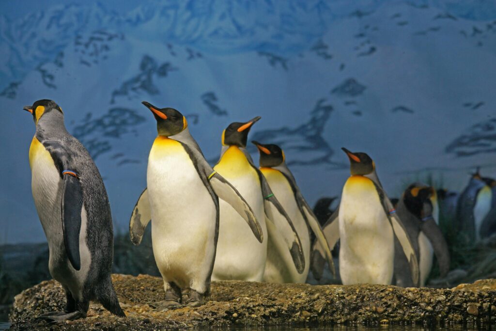 The beautiful penguins