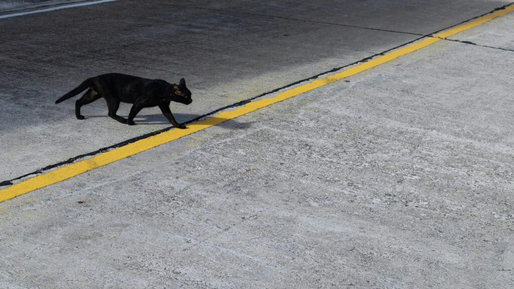 Black cat crossing path