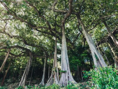 Tallest Trees in the World: Explore the Top Ones Here